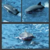 Trois images superposées du requin télécommandé Shark Speedboat RC nageant à la surface de l'eau.